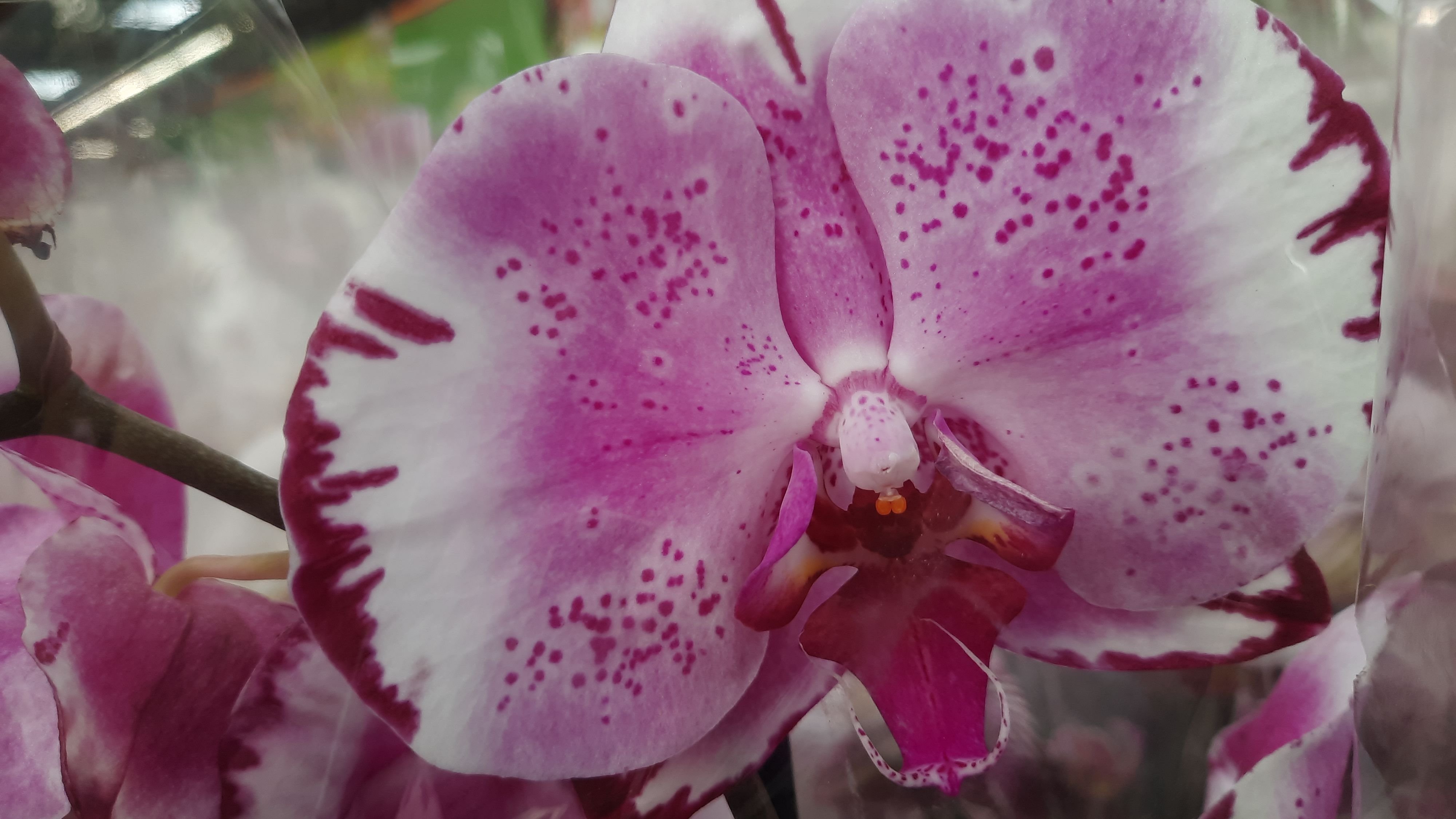 ОБЗОР НОВЫХ ОРХИДЕЙ В ОБИ // _29.04.24_// смотреть онлайн