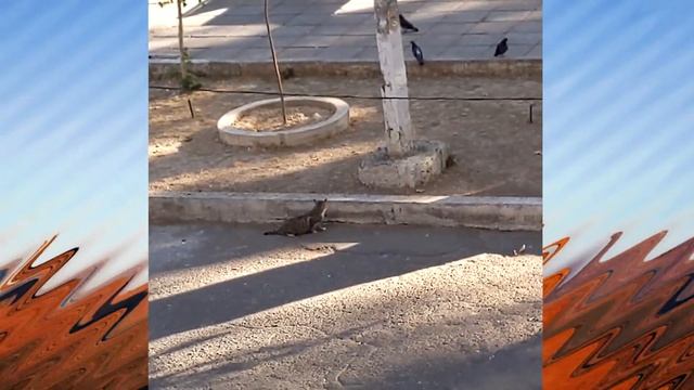 Домашние котики в дикой природе! смотреть онлайн