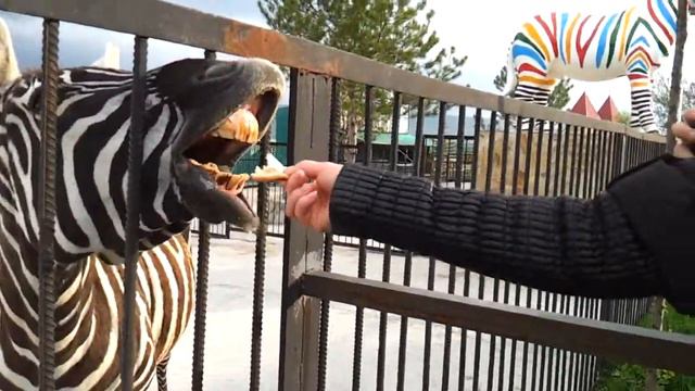 Кормим зебру в Тайгане смотреть онлайн