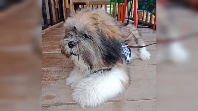 Affordable White Sand Beach in Dipaculao, Aurora Province | SAND AND STARS | Travel Vlog Ni Mam смотреть онлайн