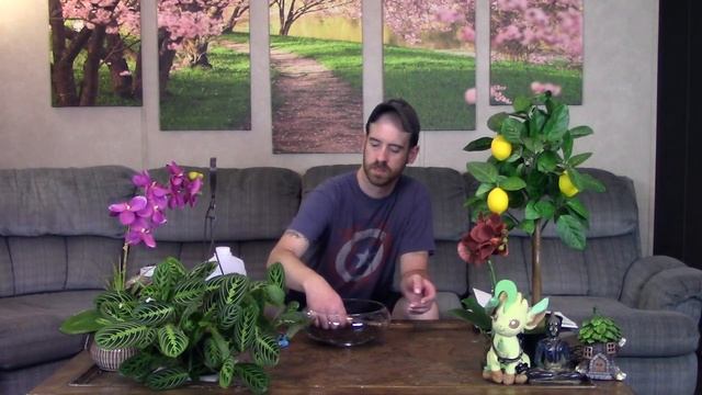 Black Jewel Orchid Update & Repot (Ludisia discolor) смотреть онлайн