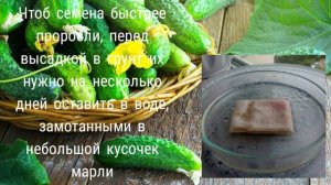 Как вырастить огурцы на балконе? Часть 1