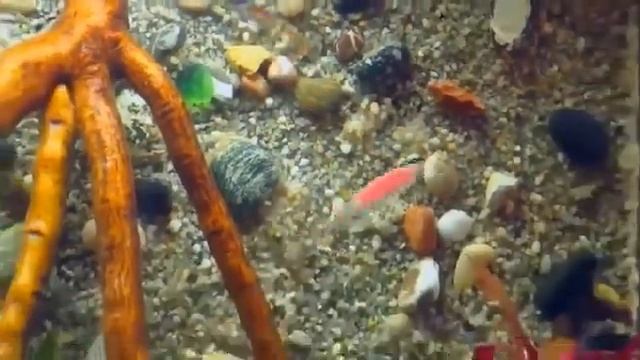 Идея для аквариума объемный фон из грунта смотреть онлайн