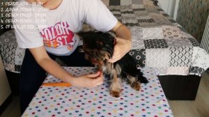 Как снять мерки с собаки: снимаю мерки с йорка 3,5 месяца (13 мерок для покупки одежды по размеру)