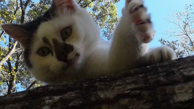 FELIS CATUS IS A SMALL CARNIVOROUS MAMMAL смотреть онлайн