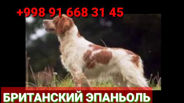 #БРЕТОНСКИЙ #ЭПАНЬОЛ смотреть онлайн
