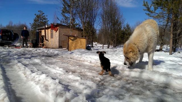 Алабай и Йоркширский терьер смотреть онлайн