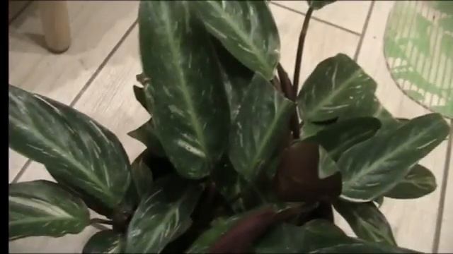 СТРОМАНТА:условия успешного содержания.5 подводных камней при уходе за МАРАНТОВЫМИ дома. смотреть онлайн