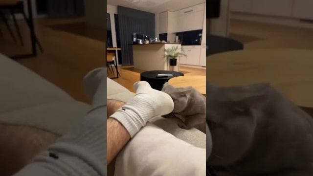 Даже кот в шоке) смотреть онлайн
