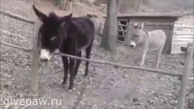Чего тут думать прыгать надо смотреть онлайн