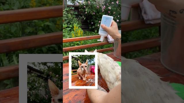 Котика Айсика вывезли из Донецкой области. Преображение в нашем приюте. смотреть онлайн