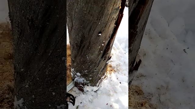Сухостойная сосна Kelo, загатовка кело, лес Карелии, работа в лесу, трудовые будни работяг) смотреть онлайн