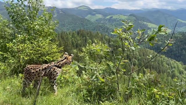 Сервал прогулка в горах Карпаты 🫶🏻 serval cat Versa 🐆 смотреть онлайн