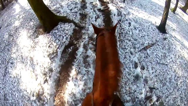 Tutor - Прогулка на лошадях (Horse Riding)