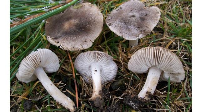 La negrilla (Tricholoma terreum). Gran animadora con las primeras heladas смотреть онлайн