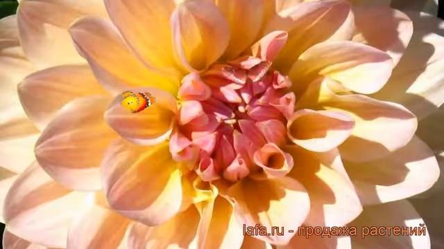 Георгина декоративная Майя (dahlia decor maya) ? Майя обзор: как сажать, рассада георгины Майя смотреть онлайн