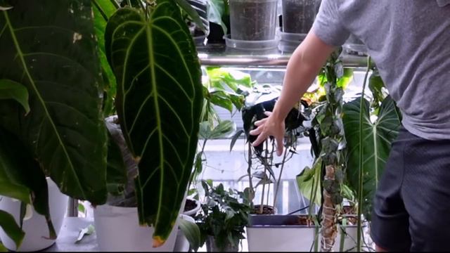 I need to show you these plants смотреть онлайн