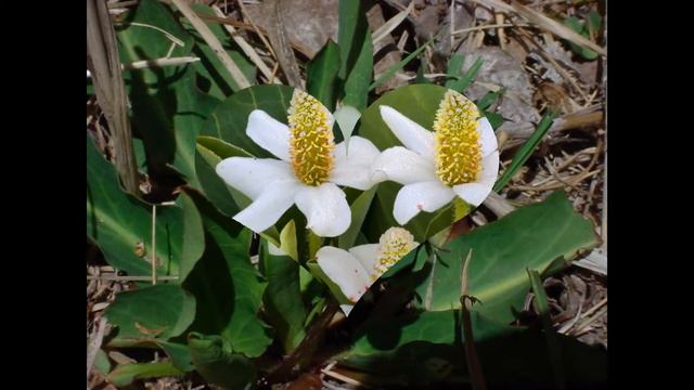 АНЕМОПСИС /ANEMOPSIS( растения/plants)( HD slide show)! смотреть онлайн