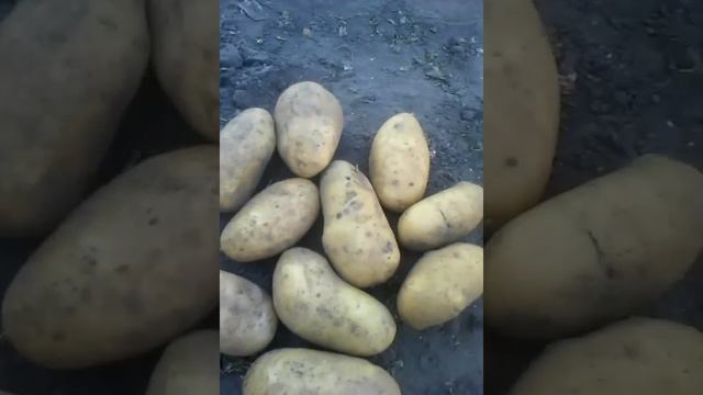 Картофель Гренада смотреть онлайн