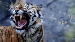 Самый мощный рык - Звук тигра. Какой звук издает тигр? Tiger sound. Voice tiger