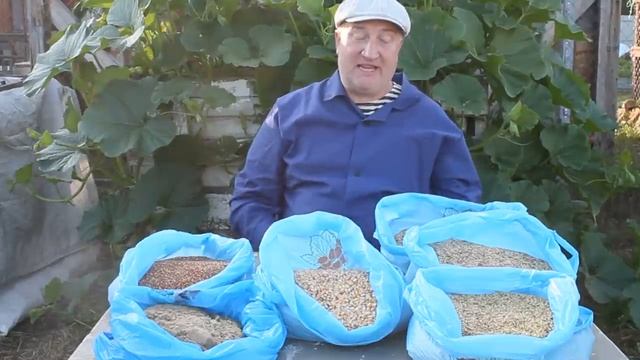 КАК ПРАВИЛЬНО ДАВАТЬ ЗЕРНО КУРАМ НЕСУШКАМ. смотреть онлайн