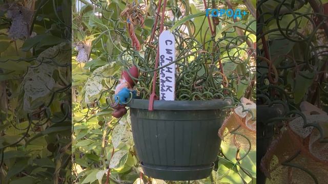 Построили за год: в Кировском районе откроют Центр социальной реабилитации инвалидов смотреть онлайн