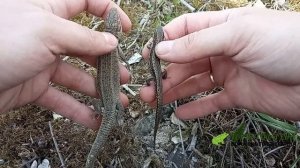 Определяем ящериц! Прыткая или живородящая?