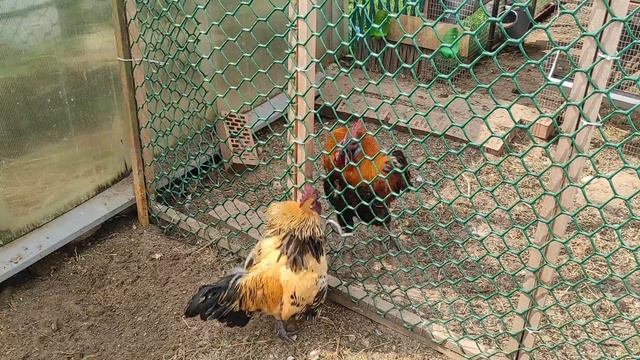 Петухи лакеданзи дерутся смотреть онлайн