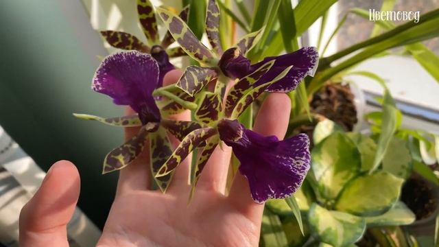 Чудо-средство чтобы продлить цветение орхидей. И как заставить цвести. смотреть онлайн