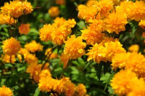 Керия японская РЕЛАКС АРТ-ТЕРАПИЯ ИМПРОВИЗАЦИЯ композитор Виктор Анохин #musicanokhin #music #reggae