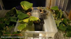 Лампы для растений какие лучше. Тест шести спектров фитоламп на цветении.