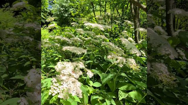 Korean Spirea, 참조팝나무, チョウセンシモツケSpiraea Fritschiana C.K.Schneid.