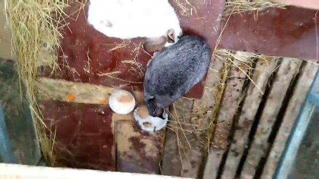 2 часть. Случка крольчихи Белки, и Лады. смотреть онлайн