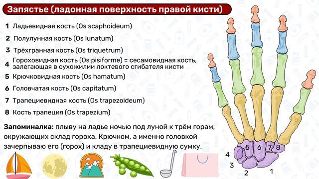 Анатомия кисти: кости, строение / Остеология смотреть онлайн