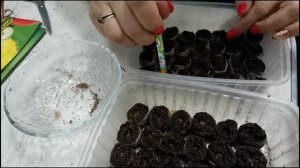 Посев корневой петрушки в торфотаблетки в марте. Корневая петрушка через рассаду. Гусар Любовь