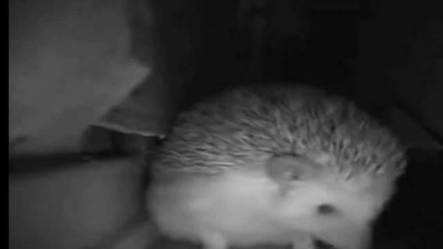 заснял Момо на камеру