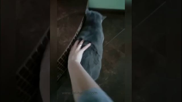 Течка у кошек. Гуляет кошка и просит кота смотреть онлайн