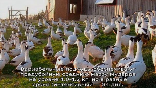 Утки Муларды — описание породы