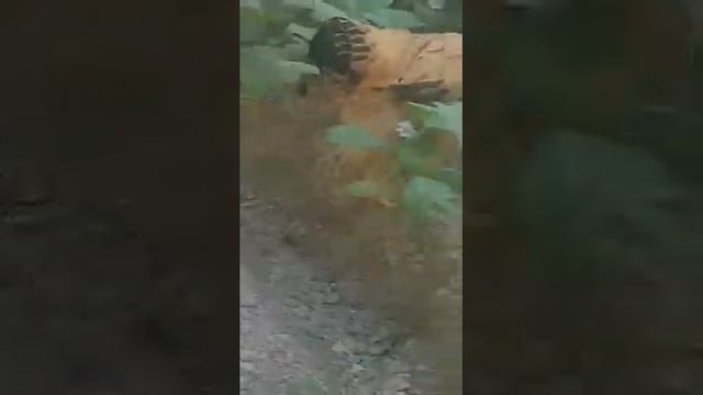 Брама Палевый декоративные куры Подпишитесь На канал Поставите лайк смотреть онлайн