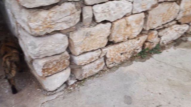 Пришел большой черный кот в гости. смотреть онлайн