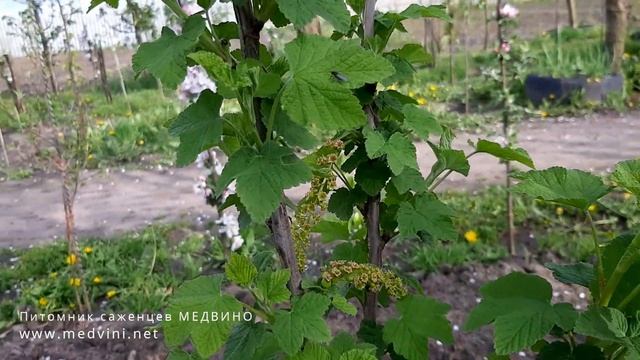 Как отличить по цветку белую смородину от красной смотреть онлайн