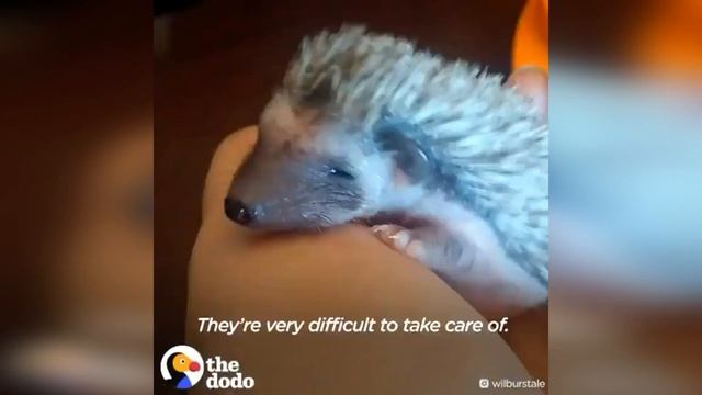 История маленького ежонка. Забавные животные смотреть онлайн