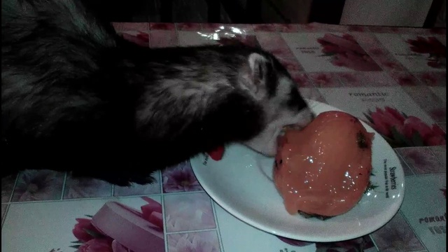 хорек-любитель хурмы