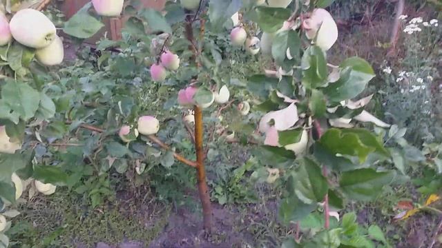 Ох уж эти вкуснейшие Кандили :) Яблоко сорт Памяти Есаулу - достойный представитель из этой серии смотреть онлайн