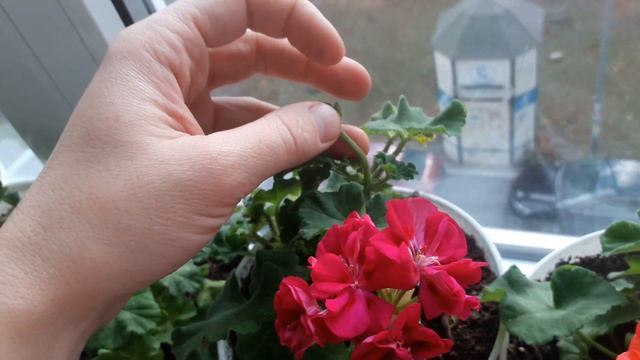 Готовимся к зиме. Пеларгонии и другие цветы на балконе смотреть онлайн