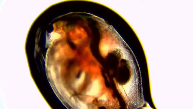 Acetylcholine 0 001 mg per mL 1 смотреть онлайн