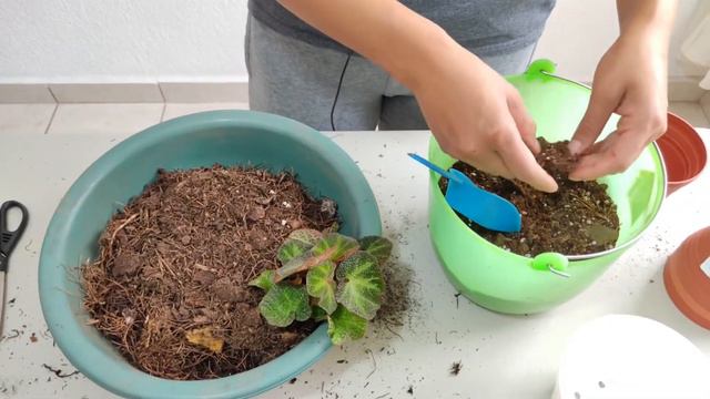 BEGONIA SOLI-MUTATA | Trasplante y cuidados 🤗🌿 смотреть онлайн