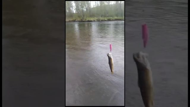 Ловля форели на воблер 60 мм от Mr. Musurok?