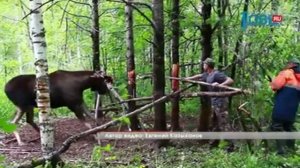 Спасение лося из петли-ловушки в Катав-Ивановском районе