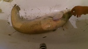 Как удалить слизь с Сома. Самый простой способ! Catfish.